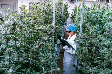Amidst lush cannabis plants, a lab technician meticulously takes measurements for research.