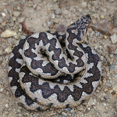 Dorsa pattern on a male nose-horned viper (Vipera ammodytes)