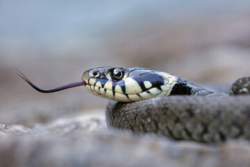 Close-up of a female grass snake (Natrix natrix)