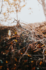 misty autumn forest