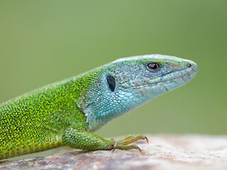 Close-up of a male green lizard (Lacerta viridis)