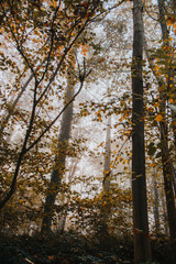 misty autumn forest