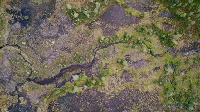 small waterflow in forest