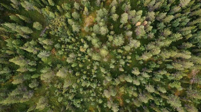 Forest top down
