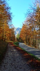 Road path full of orange and golden autumn foliage trees in Triglav National Park, Julian Alps, Slovenia, Europe