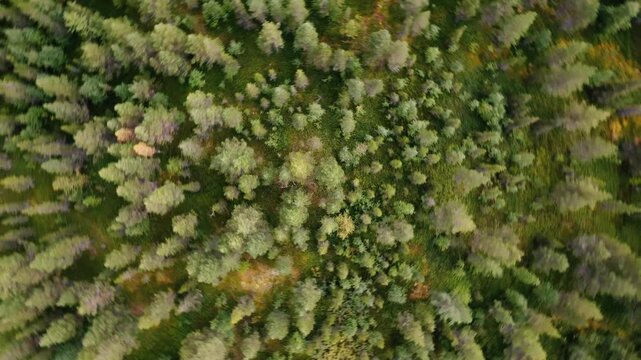 North european forest top down