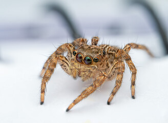 Plexippus Spider Detail: Brown Jumping Spider, Macro Photography