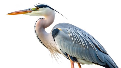 Fototapeta premium great blue heron ardea cinerea