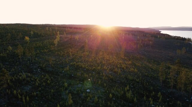 Sunset over forest