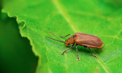 Go to Page
|12Next
Galerucella Beetle on Leaf: Macro Shot, Natural Wildlife Photo. Pyrrhalta Beetle on Green Leaf: Macro Photography, Nature