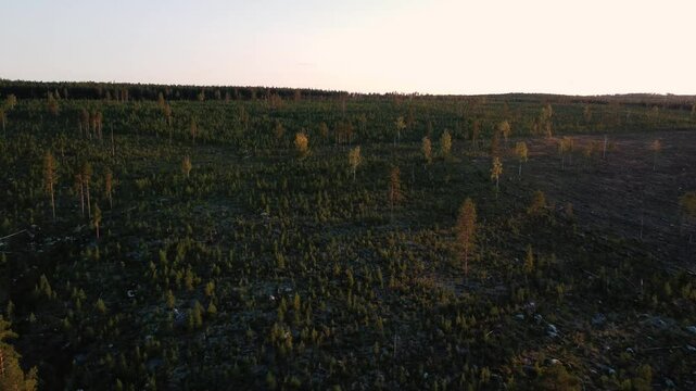 Swedish forest, sunset