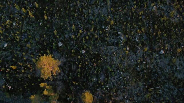 Top Down shot of Swedish forest