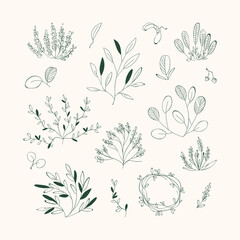 a set of painted floral elements for decoration. Botanical quick drawings.