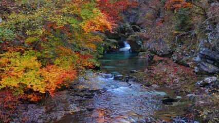 Radovna river stream that carve the Vintgar gorge canyon in Blejska Dobrava, Triglav national park, Slovenia, Europe