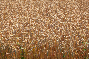 Weizenfeld, Weizen (Triticum aestivum), reife Ähren, Niedersachsen, Deutschland, Europa