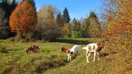 Goats in the field