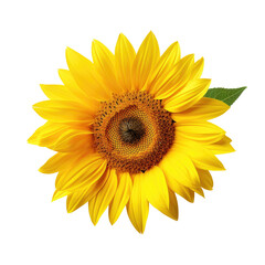 Fototapeta premium Sunflower Gigapixel Image on transparent background