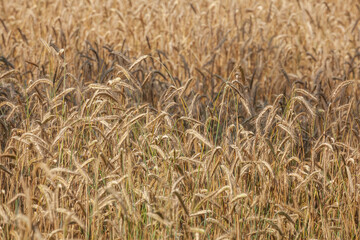Weizenfeld, Weizen (Triticum aestivum), reife Ähren, Niedersachsen, Deutschland, Europa
