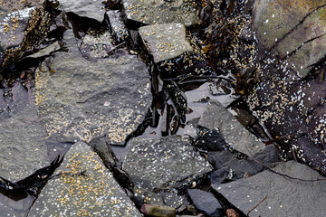 Dark Rocks with Balanidae