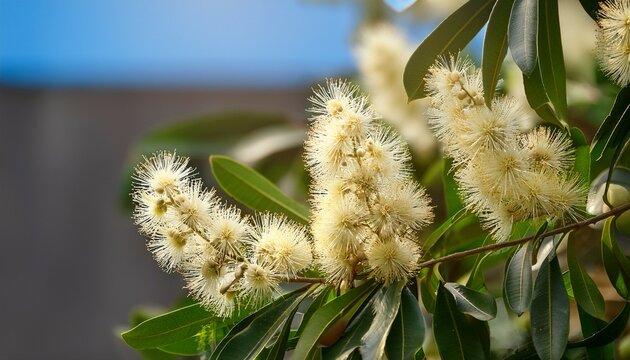 white macadamia blossoms on a tree in spring season tree bloom