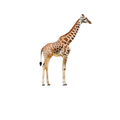 Naklejka premium Majestic Giraffe Standing Gracefully in Natural Habitat, Wildlife
