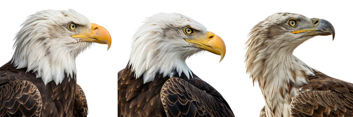 Naklejka premium Set of A close up of an eagle isolated on a transparent background