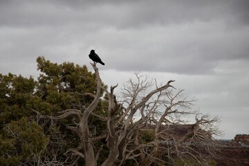 Solitary black bird on a barren tree under cloudy sky.