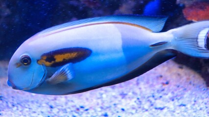 Naklejka premium Maui, Hawai'i, USA