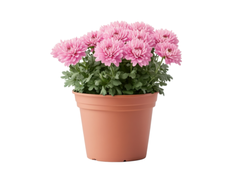 Pink chrysanthemums in a terracotta pot for indoor decoration on a transparent background, cut out
