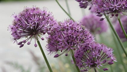 Fototapeta premium Allium in Bloom: Close-up of vibrant purple allium flowers with their distinctive spherical shape, adding a splash of color and elegance to the garden.