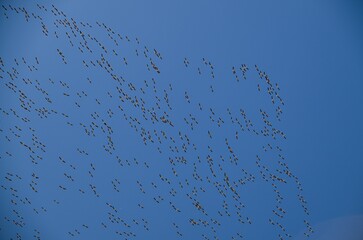High resolution colorful image of a huge school of pelicans migrating north with a blue skies background- Israel