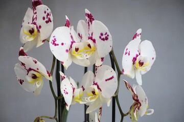 Purple and withe orchids. Orchid flower, close up.