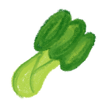 green bok choy drawing on white background clip art preview