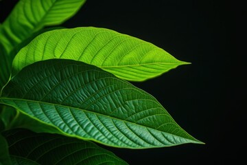 Fototapeta premium A detailed closeup view of a vibrant bunch of colorful leaves on a plant