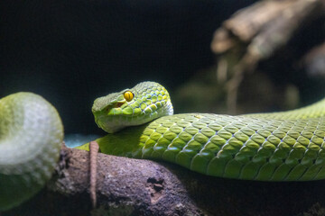 Geen pit viper in Singapore Zoo