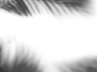 Natural palm leaf shadows isolated on transparent background. Realistic shadow overlay effect. Tropical branch shade, foliage silhouette decoration. Design element for summer spring,monochrome image