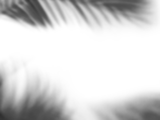 Natural palm leaf shadows isolated on transparent background. Realistic shadow overlay effect. Tropical branch shade, foliage silhouette decoration. Design element for summer spring,monochrome image