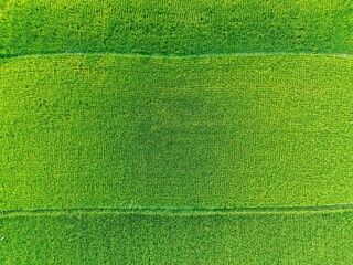 Lush green rice fields glow with a golden hue under the warm sunlight, creating a dreamy rural scene.