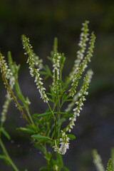Melilotus albus or honey clover white flowers with green