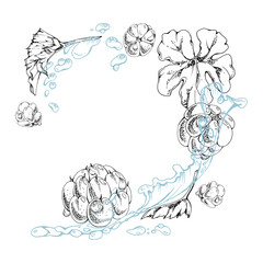 Cloudberry raspberry flying in water splash wave, plant leaves and drops, hand drawn vector ink, ripe summer forest berry. Isolated illustration, for restaurant, cafe menu, wedding, farmers market