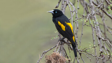 Naklejka premium Beautiful bird yellow-winged cacique sits on a tree in the Ecuadorian forest