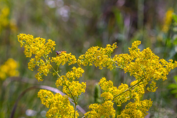 Closeup yellow flowers of lady's bedstraw, yellow bedstraw Galium verum in a Dutch garden. Family Rubiaceae. Summer, August, Netherlands
