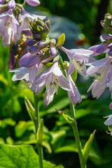 Hosta plantaginea. Hosta plant with delicate purple flowers and large green leaves