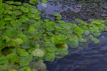 Hydrocharis morsus-ranae, frogbit, is a flowering plant belonging to the genus Hydrocharis in the...