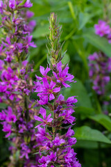 Obraz premium Purple loosestrife Lythrum salicaria inflorescence. Flower spike of plant in the family Lythraceae, associated with wet habitats