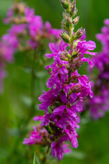 Purple loosestrife Lythrum salicaria inflorescence. Flower spike of plant in the family Lythraceae, associated with wet habitats