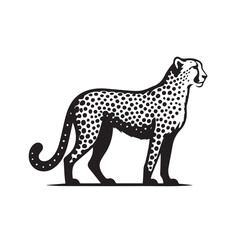various cheetah silhouette set stock vector, cheetah black Silhouette vector art Illustration with white background, Cheetah silhouette, Cheetah running silhouettes, Cheetah vector illustration.