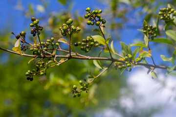 Wild privet or common privet or European privet Ligustrum vulgare fruit and berries isolated on a natural green background