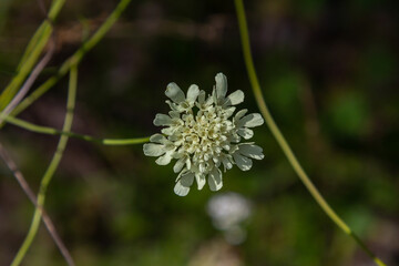 Cream scabious pincushion, Scabiosa ochroleuca, in flower
