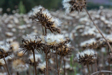 Milk thistle seed head - Latin name - Silybum marianum